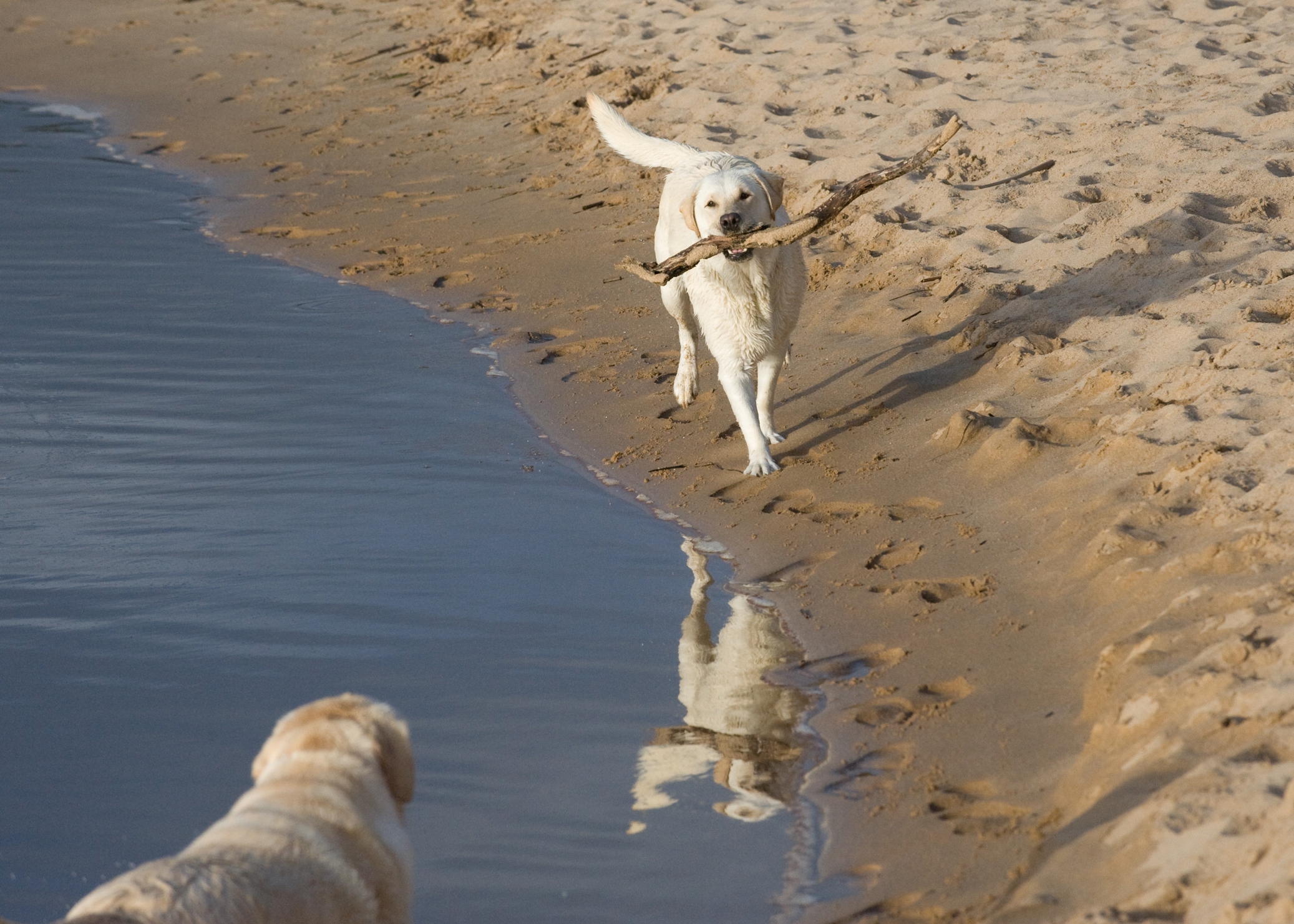 Windsong dog on beach